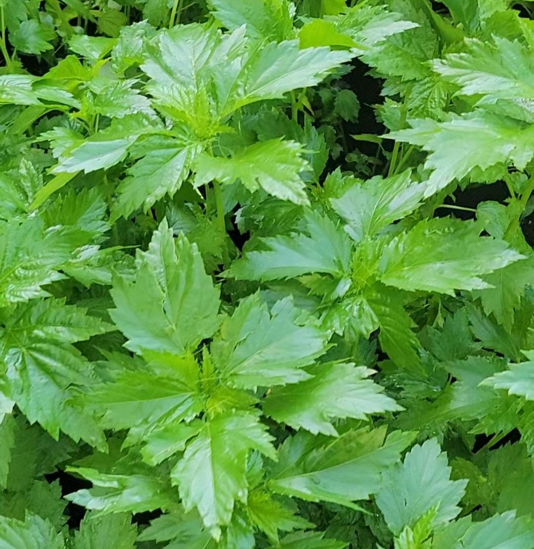 Ewedu seeds (Jute leaves). Pack of 150 seeds