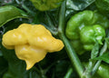 KS Lemon Starrburst pepper seeds (KSLS)
