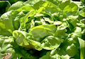 Butterhead Buttercrunch, Lettuce, Heirloom Seeds, Open Pollinated Vegetable Gardening Non-GMO