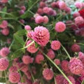 200 Raspberry Cream Globe Amaranth Gomphrena Seeds. Ships free