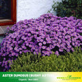 Aster dumosus (Bushy Aster) Seeds-China Aster - Open-Pollinated - Asian Garden~ Organic - Heirloom - Mix Seeds to Plant -  #8048