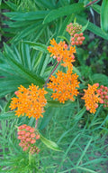 Butterfly Milkweed Seeds for Clay Asclepias tuberosa var. clay