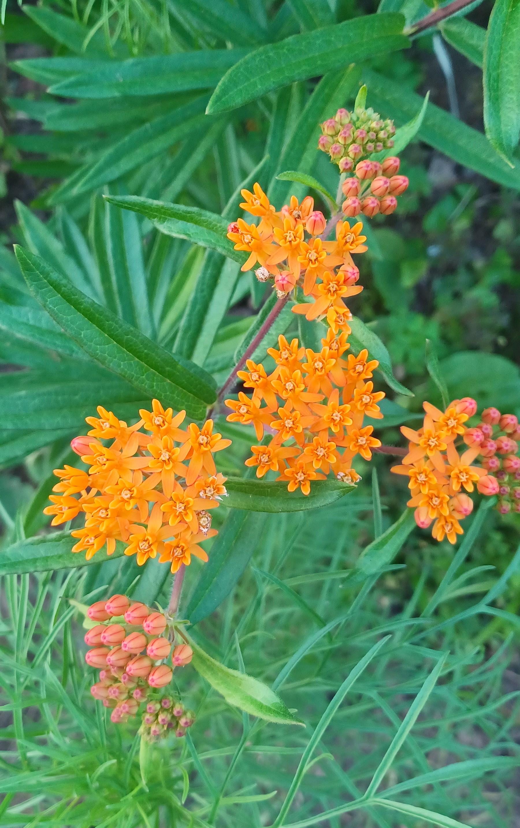 Butterfly Milkweed Seeds for Clay Asclepias tuberosa var. clay