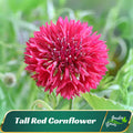 110 seeds| Tall Red Cornflower Seeds – Annual - Authentic Seeds - Fast Growing - Open-Pollinating - Planting In Spring/Fall - B5G1 #6009