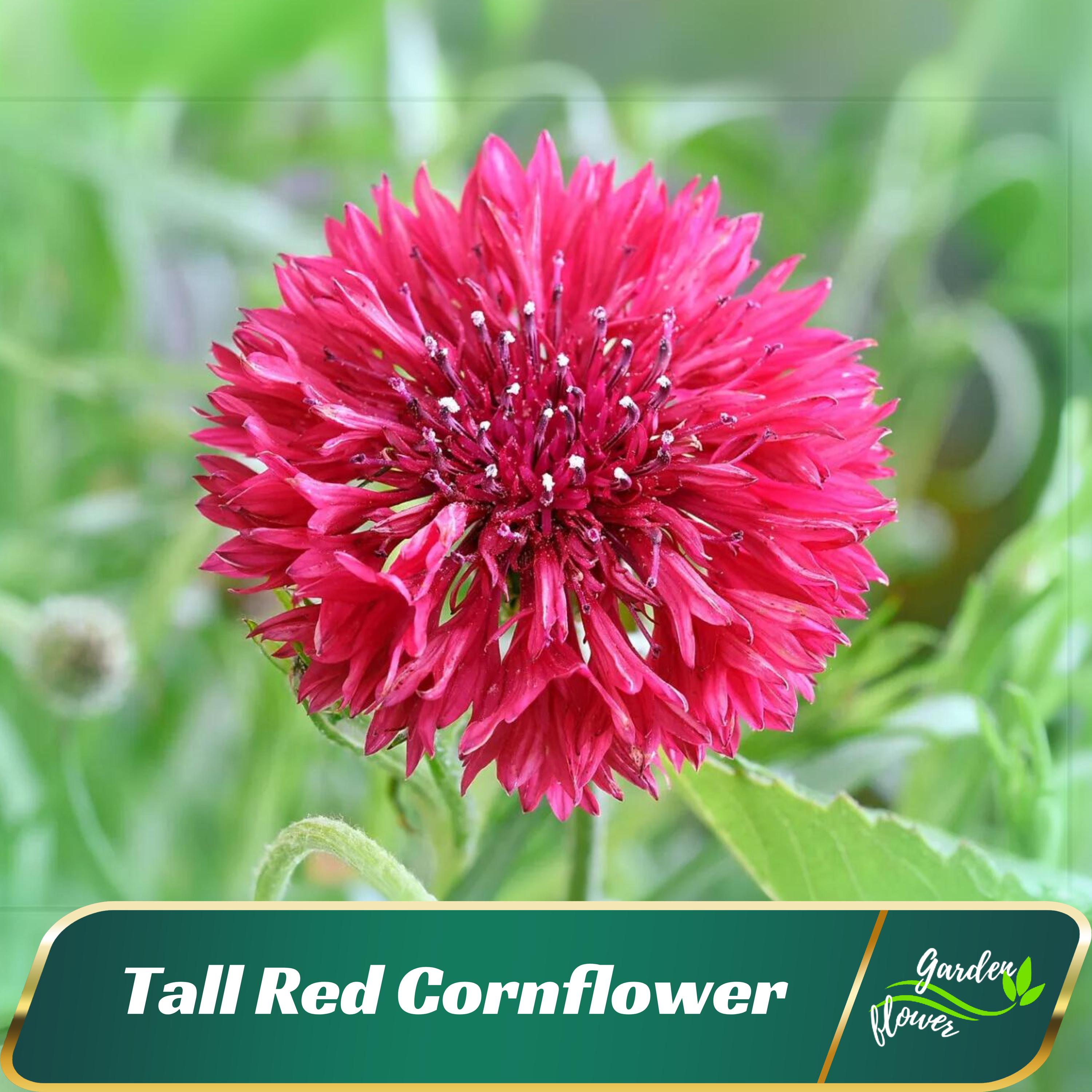 110 seeds| Tall Red Cornflower Seeds – Annual - Authentic Seeds - Fast Growing - Open-Pollinating - Planting In Spring/Fall - B5G1 #6009