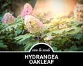 Hydrangea, Oakleaf | 100 Seeds | Heirloom Perennial Shrub | Large Creamy White to Pink Blooms | Hydrangea quercifolia