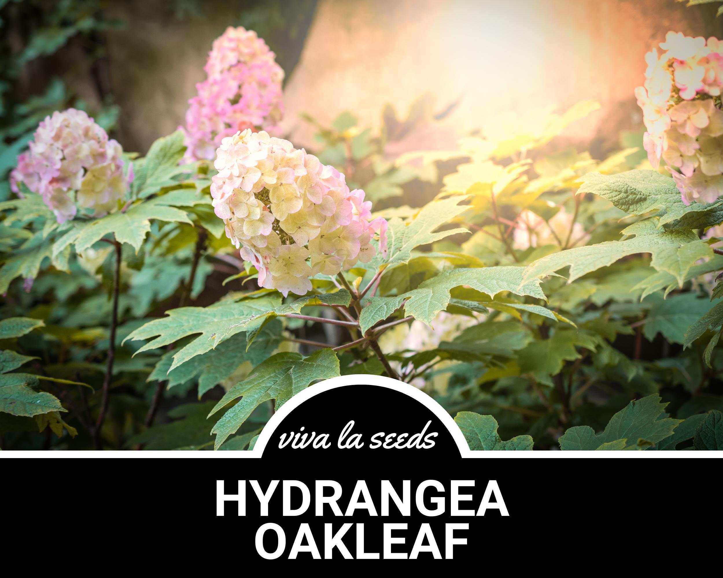 Hydrangea, Oakleaf | 100 Seeds | Heirloom Perennial Shrub | Large Creamy White to Pink Blooms | Hydrangea quercifolia