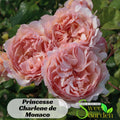 Princesse Charlene de Monaco Rose Seeds  - Perennial - Authentic Seeds - Flowers - Easy To Grow - Climbing - Rose Garden #1146