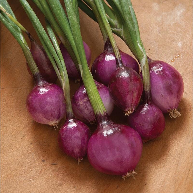 Purplette Onion Seed with Tracking, Non-GMO Onion Variety, Specialty Onion Seeds, Urban Gardening