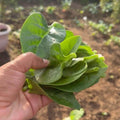Malabar Spinach Seeds