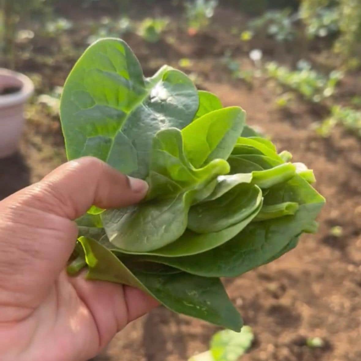 Malabar Spinach Seeds