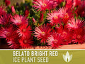 Ice Plant, Gelato Bright Red Seeds - 150 Heirloom Flower Seeds, Livingstone Daisy Seeds, Succulent Ground Cover, Open Pollinated, Non-GMO