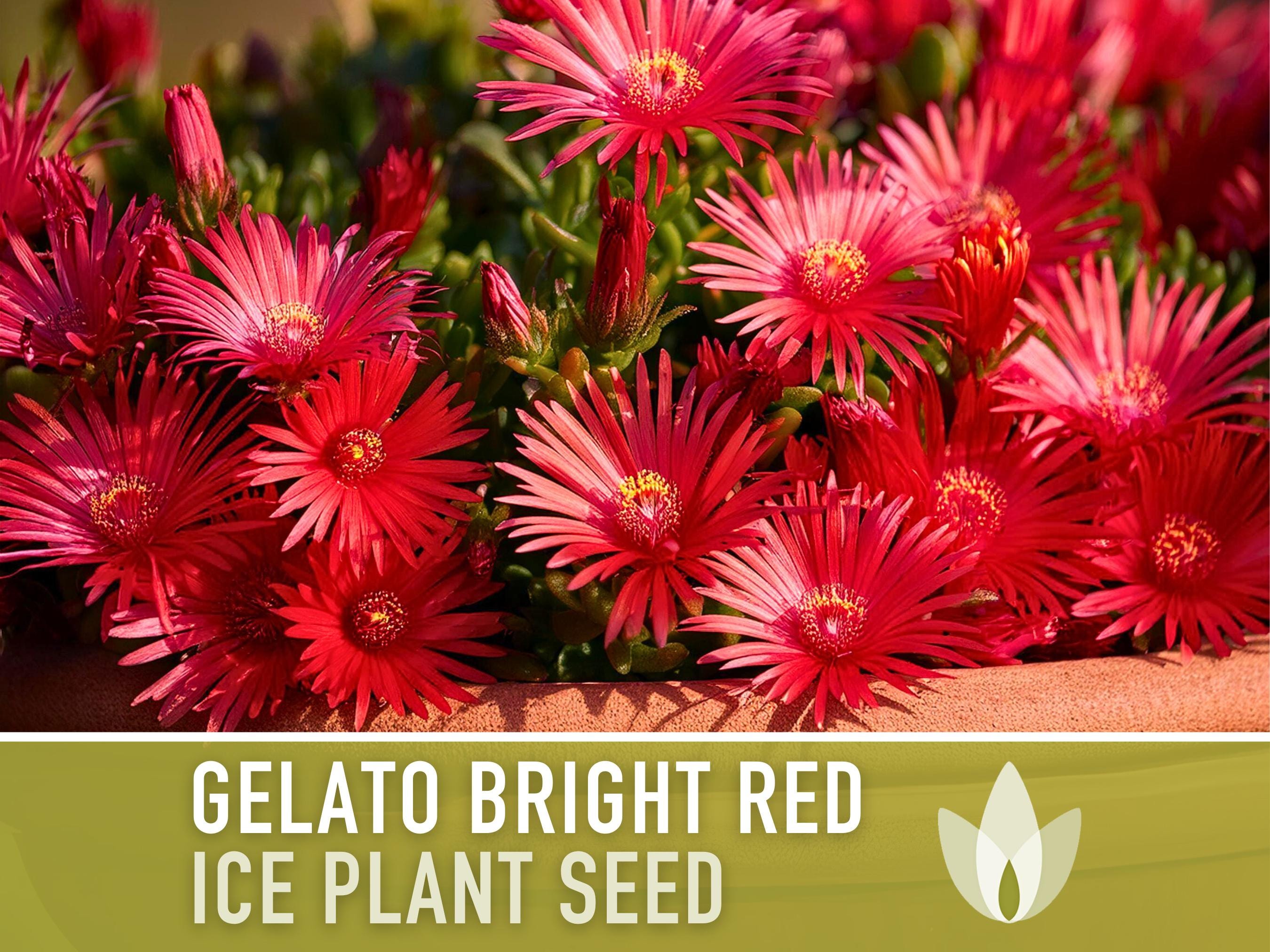 Ice Plant, Gelato Bright Red Seeds - 150 Heirloom Flower Seeds, Livingstone Daisy Seeds, Succulent Ground Cover, Open Pollinated, Non-GMO
