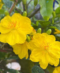 Ochna Integerrima Bonsai Tree: Vietnamese New Year Flower - 1 ft Tall