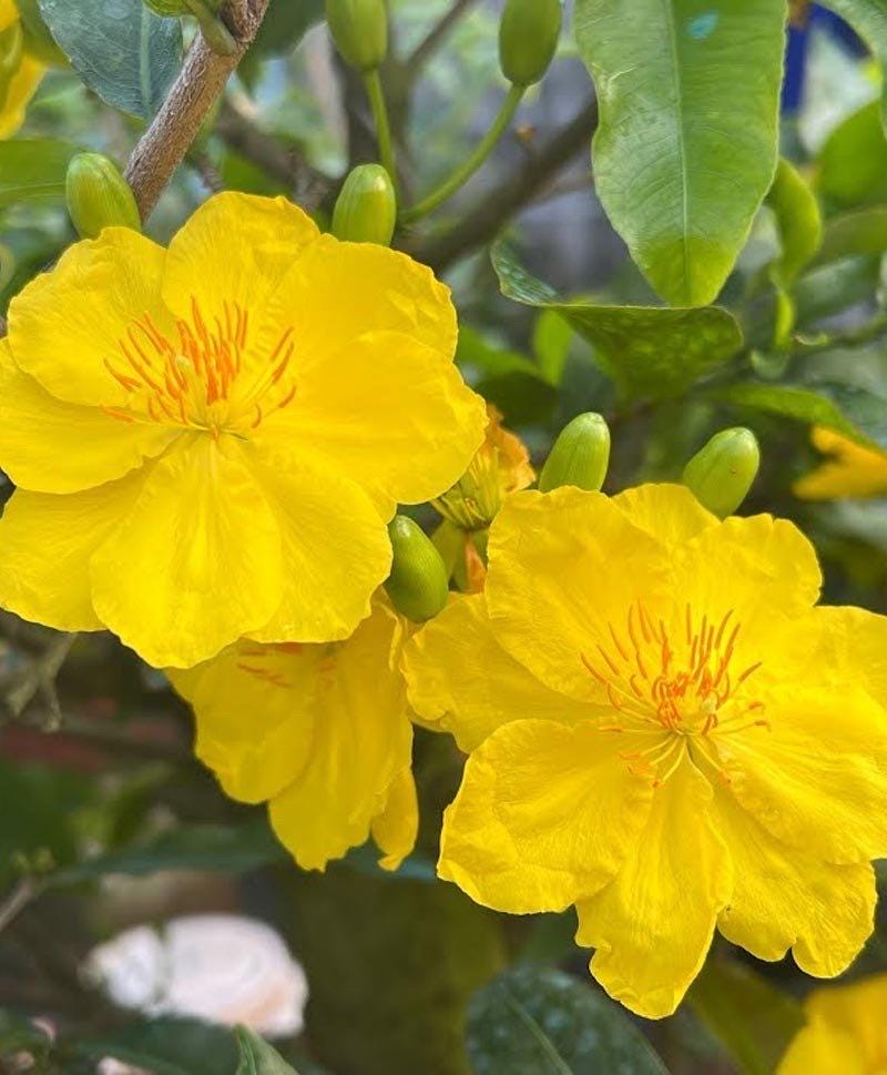 Ochna Integerrima Bonsai Tree: Vietnamese New Year Flower - 1 ft Tall