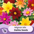 Dahlia Mix Seeds - Dahlia Mignon Mix, 55 Seeds Package, Dahlia Flower Seeds