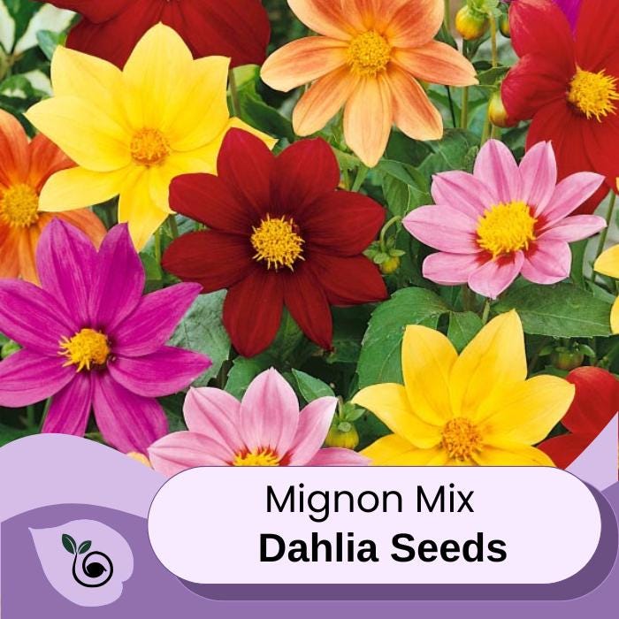 Dahlia Mix Seeds - Dahlia Mignon Mix, 55 Seeds Package, Dahlia Flower Seeds