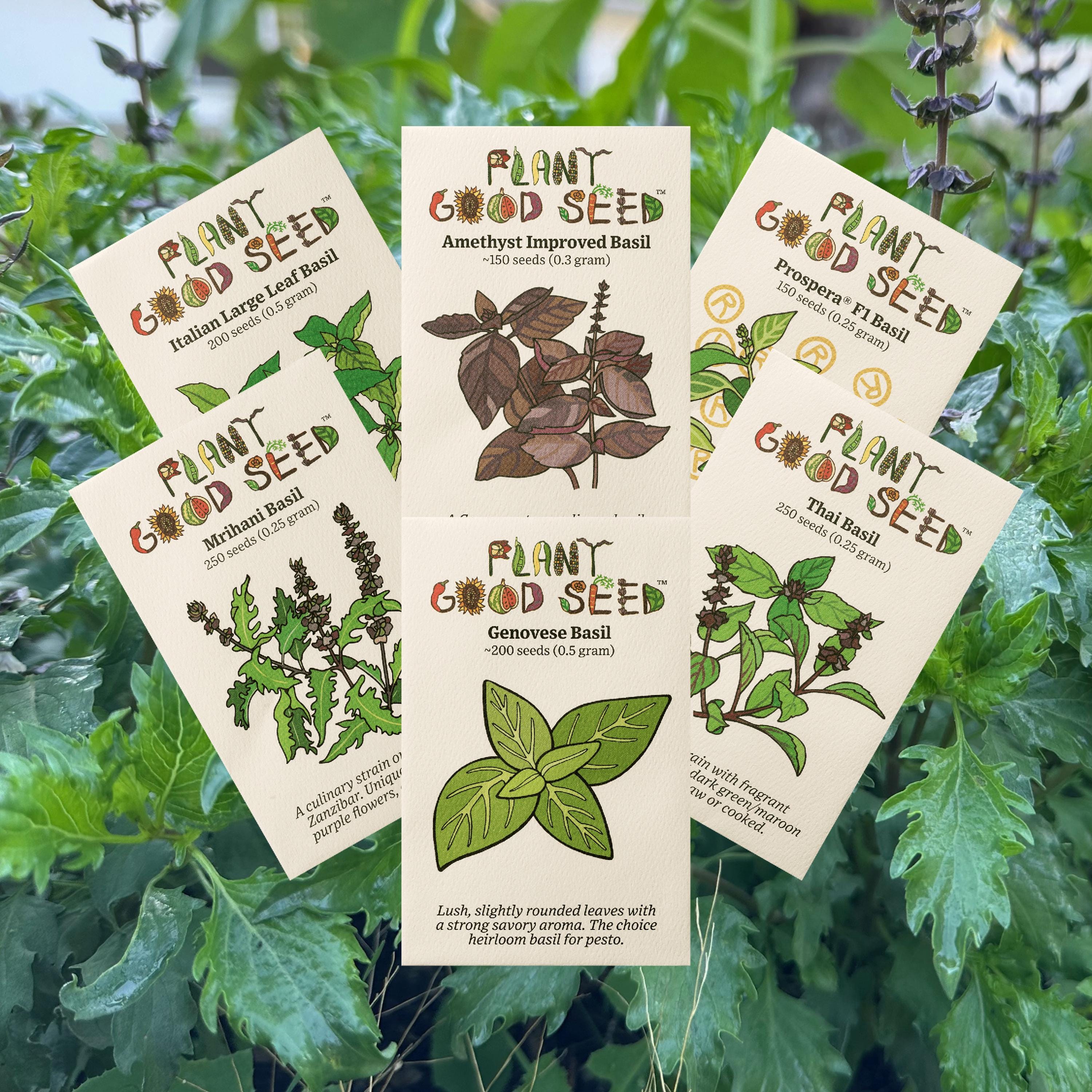 Culinary Basil Seed Collection - 7 Packets - Grow Your Own Herb Garden Organic Seeds for Gourmet, Flavorful Dishes, Thai, Italian, Tanzanian