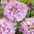 Peony Poppy Candy Floss - 15 Seeds- Lilac!! - Dried Arrangements.