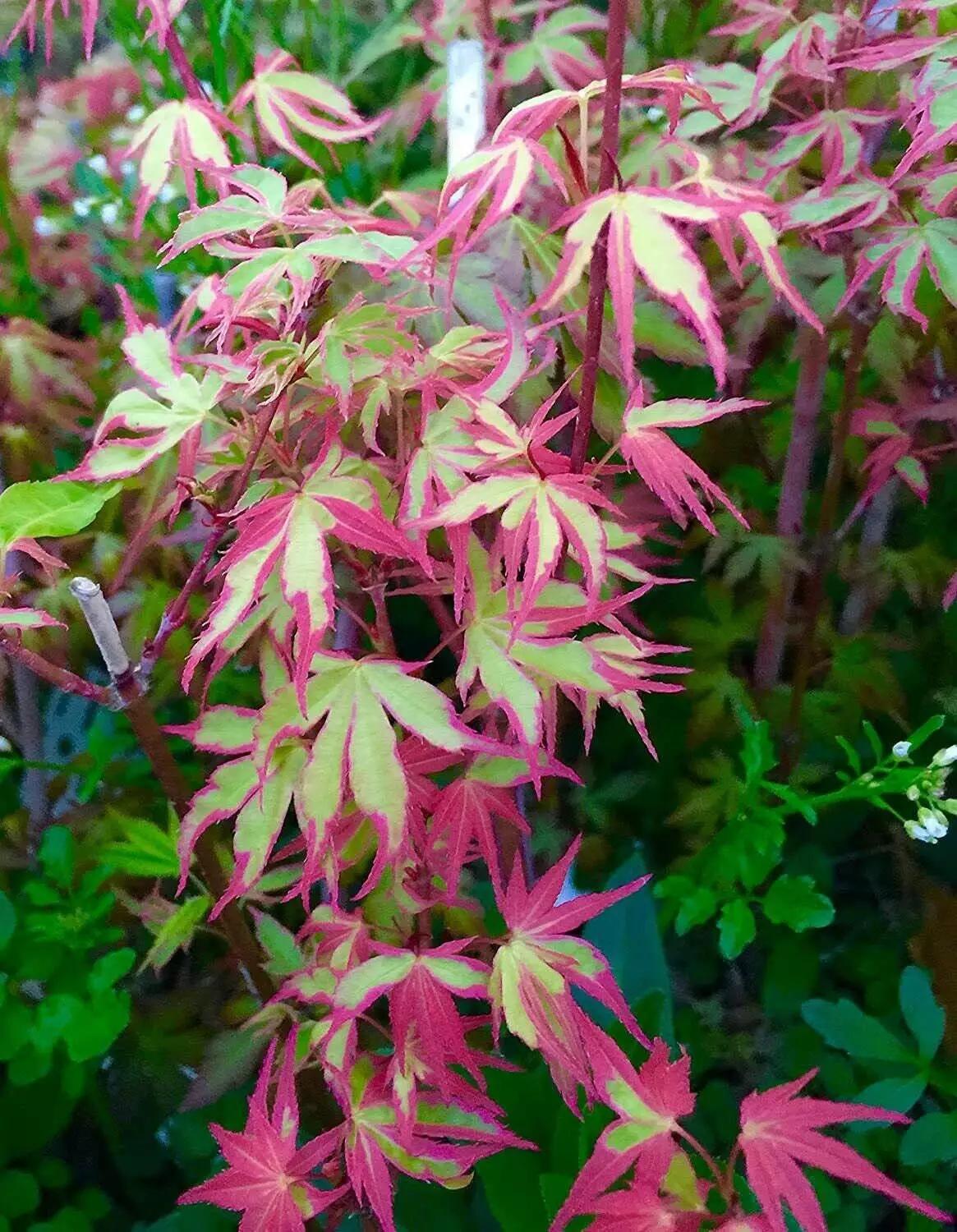 20 Purple Green Japanese Maple Tree Bonsai Seeds Heirloom Rare colorful plant (#6515)