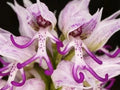 50Pcs Italian man orchid seeds Orchids italica Poir. seeds. #4151