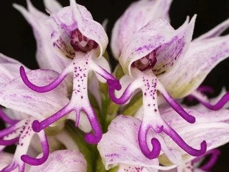 50Pcs Italian man orchid seeds Orchids italica Poir. seeds. #4151