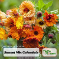50s|Sunset Mix Calendula Seeds-Perennial -Authentic Seeds-Flowers -Organic. Non GMO -Vegetable Seeds-Mix Seeds for Plant-.#H004.