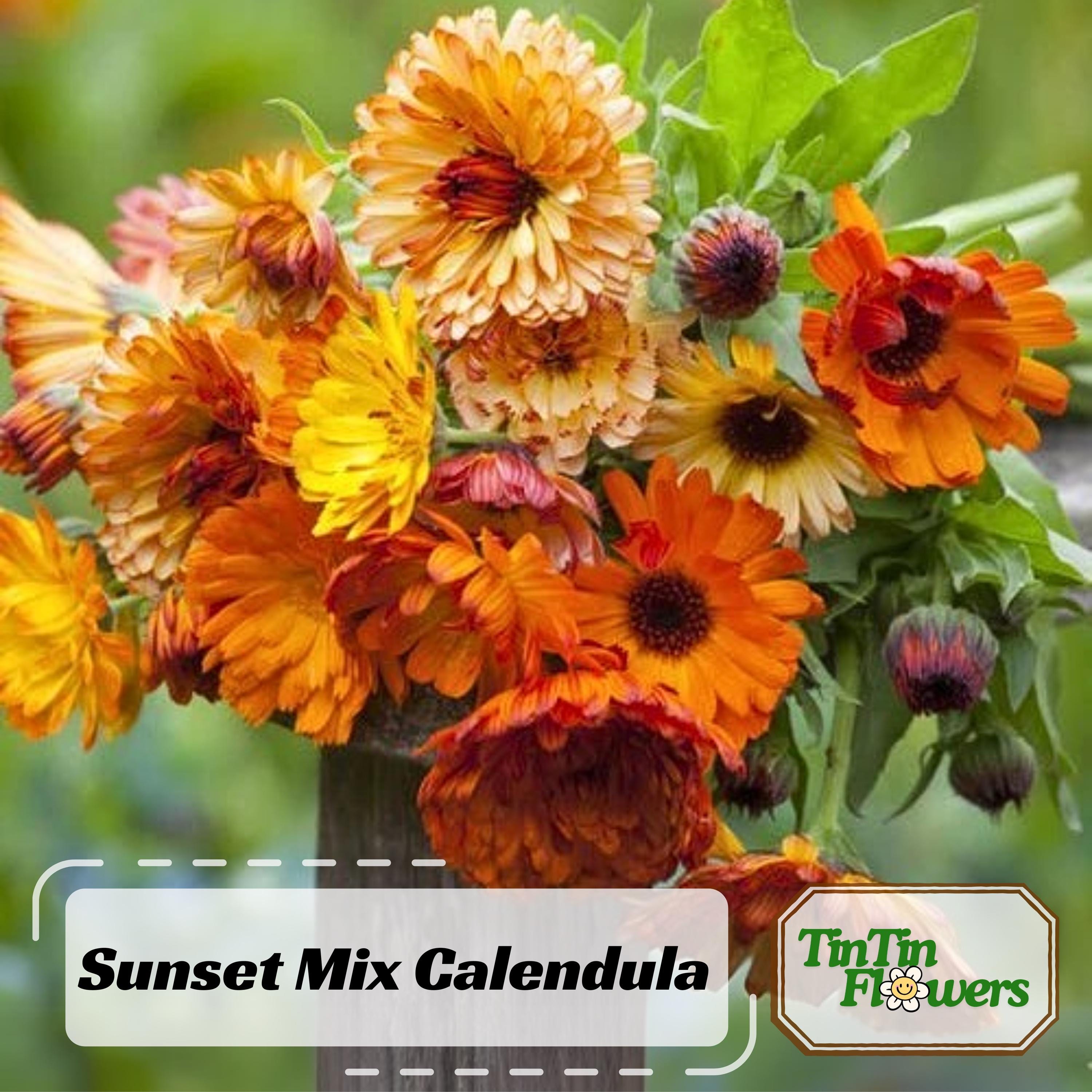 50s|Sunset Mix Calendula Seeds-Perennial -Authentic Seeds-Flowers -Organic. Non GMO -Vegetable Seeds-Mix Seeds for Plant-.#H004.