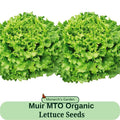 Organic Lettuce Seeds Muir MTO Organic Seed