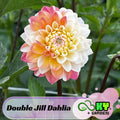 Double Jill  Dahlia Seeds - Attracts Pollinators, Long Blooming Season, Vibrant Colors, Excellent Cut Flower, Plant in Spring