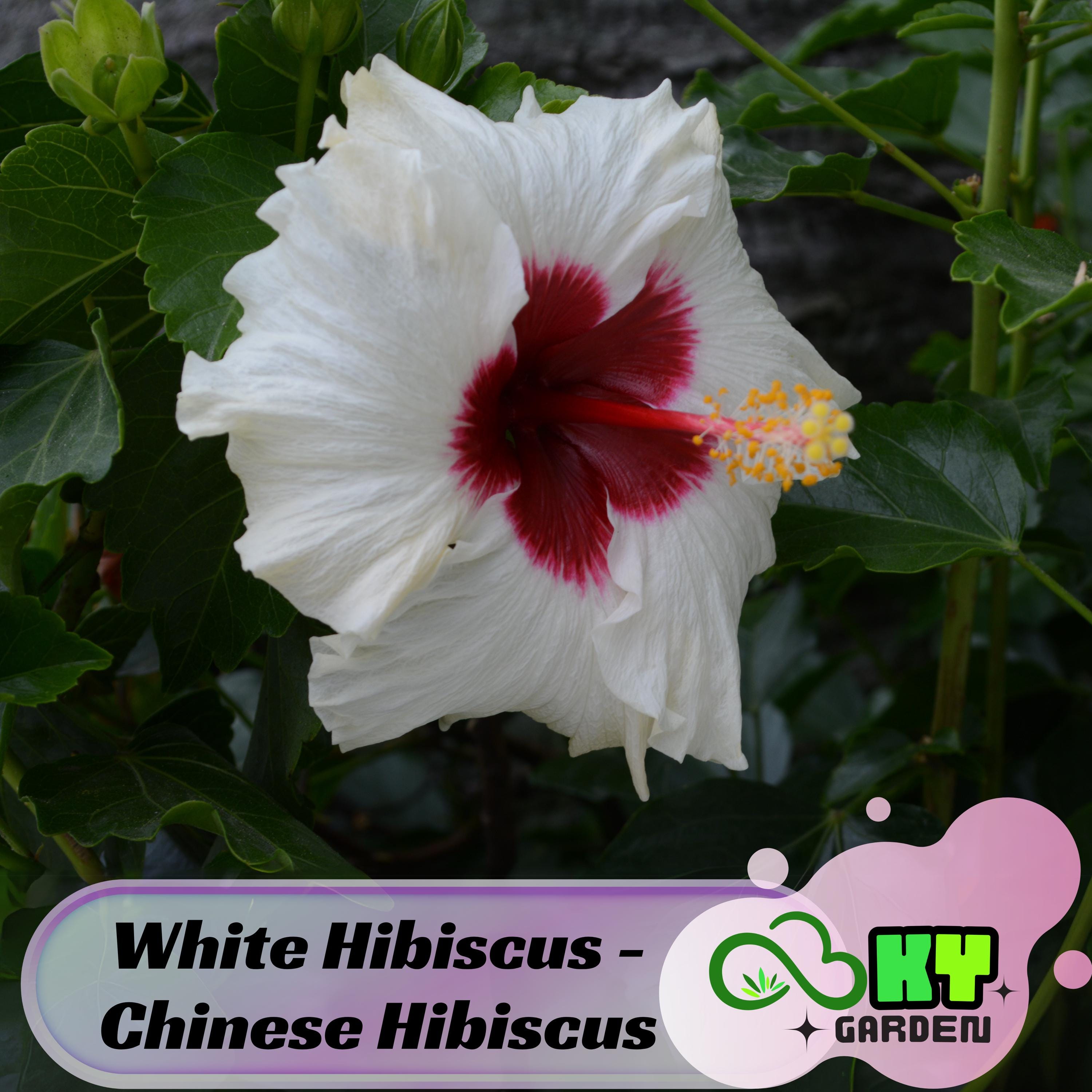 White Hibiscus - Chinese Hibiscus Seeds - Edible, Cold Resistant, Showy Flowers, Attracts Pollinators - Plant in Spring or Early Summer