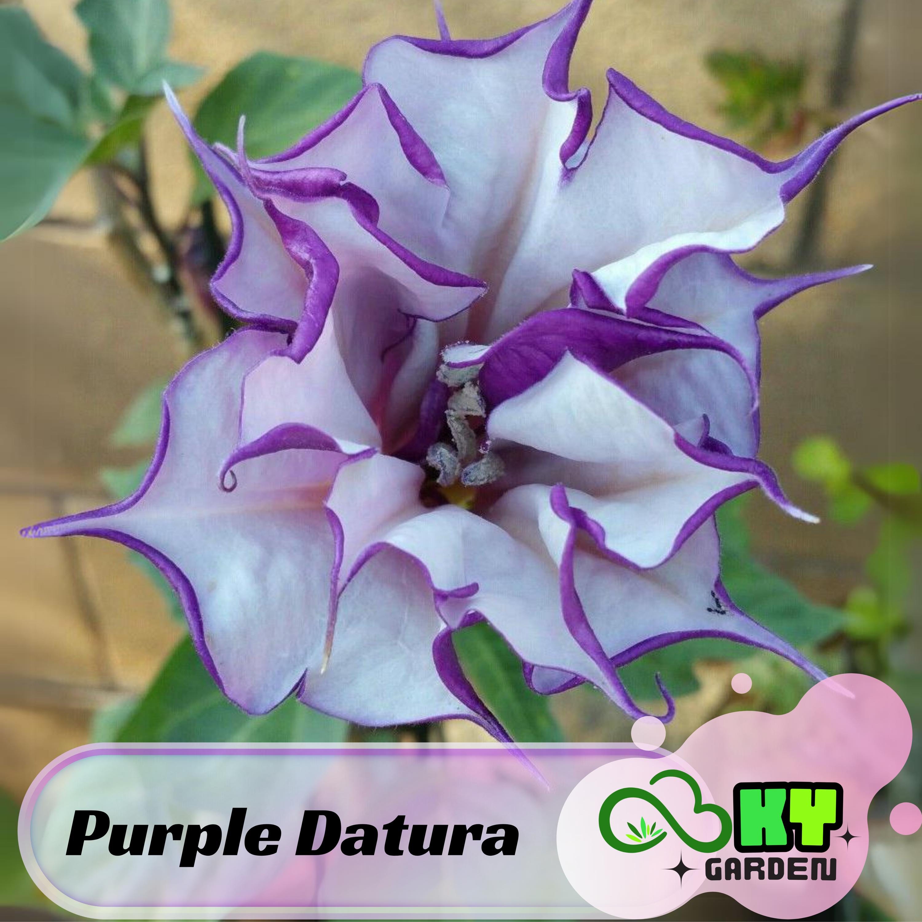 Purple Trumpet Seeds - Showy Double Blooms, Fragrant Flowers, Fast Growing, Attracts Pollinators, Ornamental  - Plant in Spring