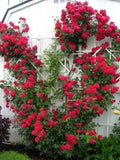 5 RED CLIMBING ROSE Rosa Bush Vine Climber Fragrant Butterfly Flower Seeds