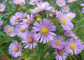 100 HEART LEAVED ASTER Cordifolius Blue Wood Aster Flower Seeds