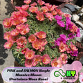 PINK and SALMON Single Massive Bloom (Portulaca Moss Rose) Seeds - Low Maintenance,Ground Cover, Attracts Pollinators,Plant in Spring/Summer