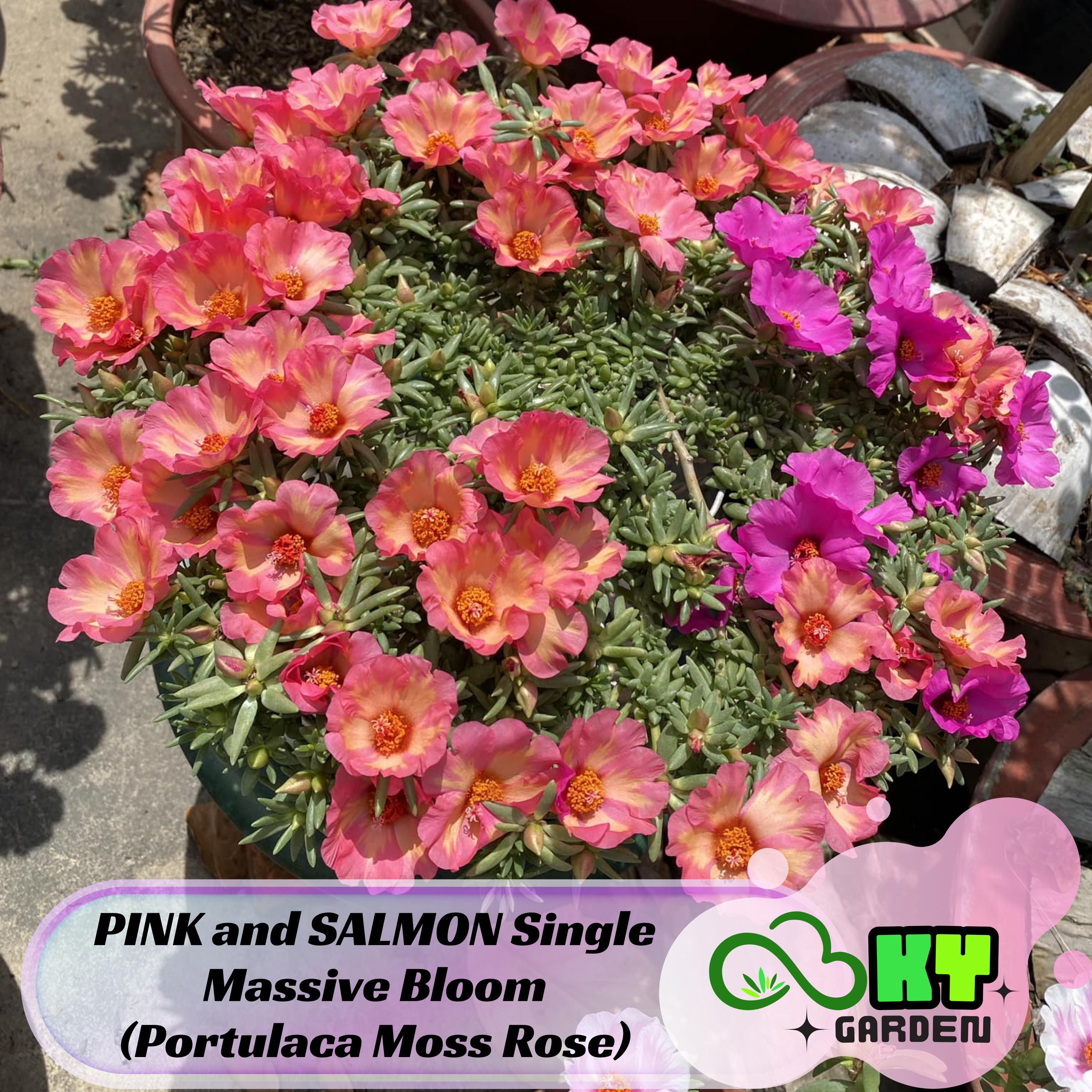 PINK and SALMON Single Massive Bloom (Portulaca Moss Rose) Seeds - Low Maintenance,Ground Cover, Attracts Pollinators,Plant in Spring/Summer