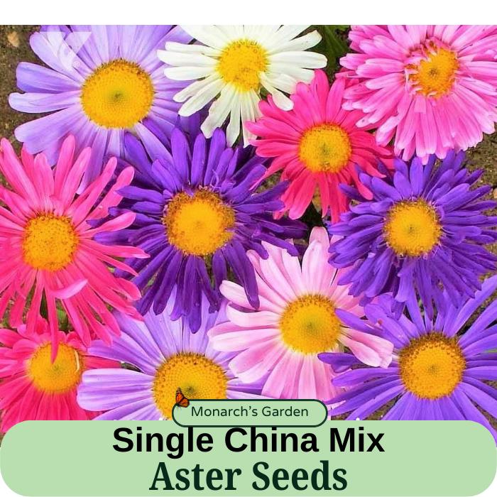 Aster, Heirloom Aster Seeds, Single Rainbow Mix China Aster Seeds