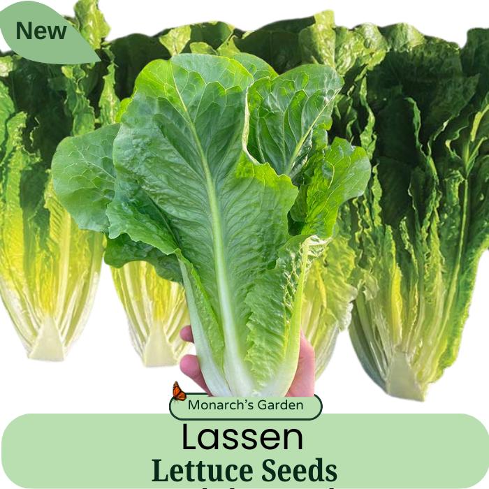 Lettuce Seeds Lasson Seeds