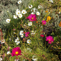 Cosmo Seeds - Min 30 per pack - Organic, Non-GMO, Flowers, Heirloom, Colorful, Drought Tolerant