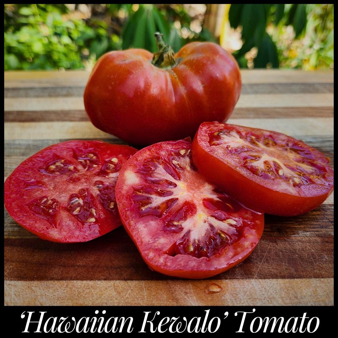 20 'Hawaiian Kewalo' Tomato Seeds Root Knot Nematode Resistant Heat Tolerant Florida Seeds Solanum lycopersicum Open Pollinated Florida seed