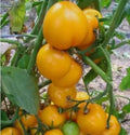 30 Count Lemon Boy F2 Tomato Seeds - Non-GMO - Free Shipping