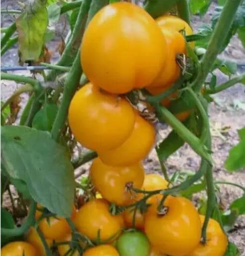 30 Count Lemon Boy F2 Tomato Seeds - Non-GMO - Free Shipping