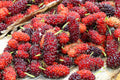 15 Red MULBERRY Morus Rubra Fruit Bush / Tree Seeds