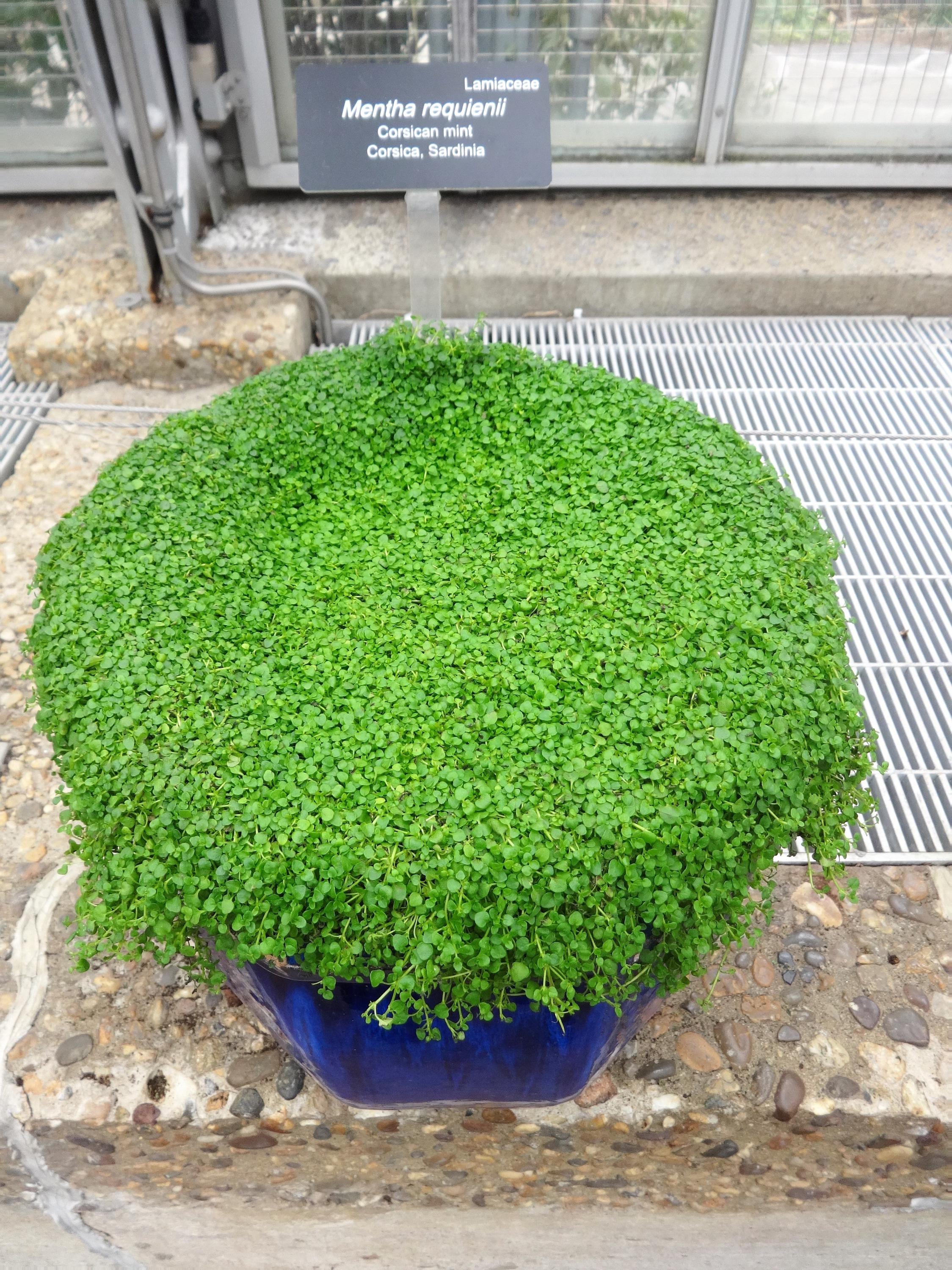 20 CORSICAN MINT Mentha Requienii Herb Fragrant Ground Cover Flower Seeds *Combined Shipping