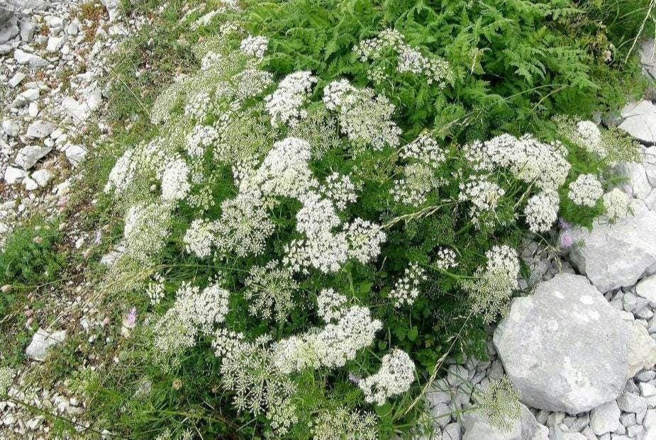 True Anise Seeds ~Pimpinella anisum~ Sweet Cumin ~ Aniseed ~ Mediterranean Herb ~ Ancient Spice ~ Annual