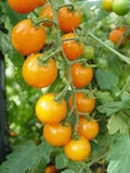 Sunsugar F1 Cherry Tomato seeds