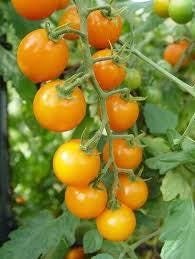 Sunsugar F1 Cherry Tomato seeds