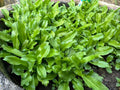 3000 Culantro Seeds - NGO GAI - AKA Recao, Sawtoothfitweed, Mexican Coriander Herb, Spiritweed, Stinkweed, Duck-Tongue herb, Sawtooth, or Sa
