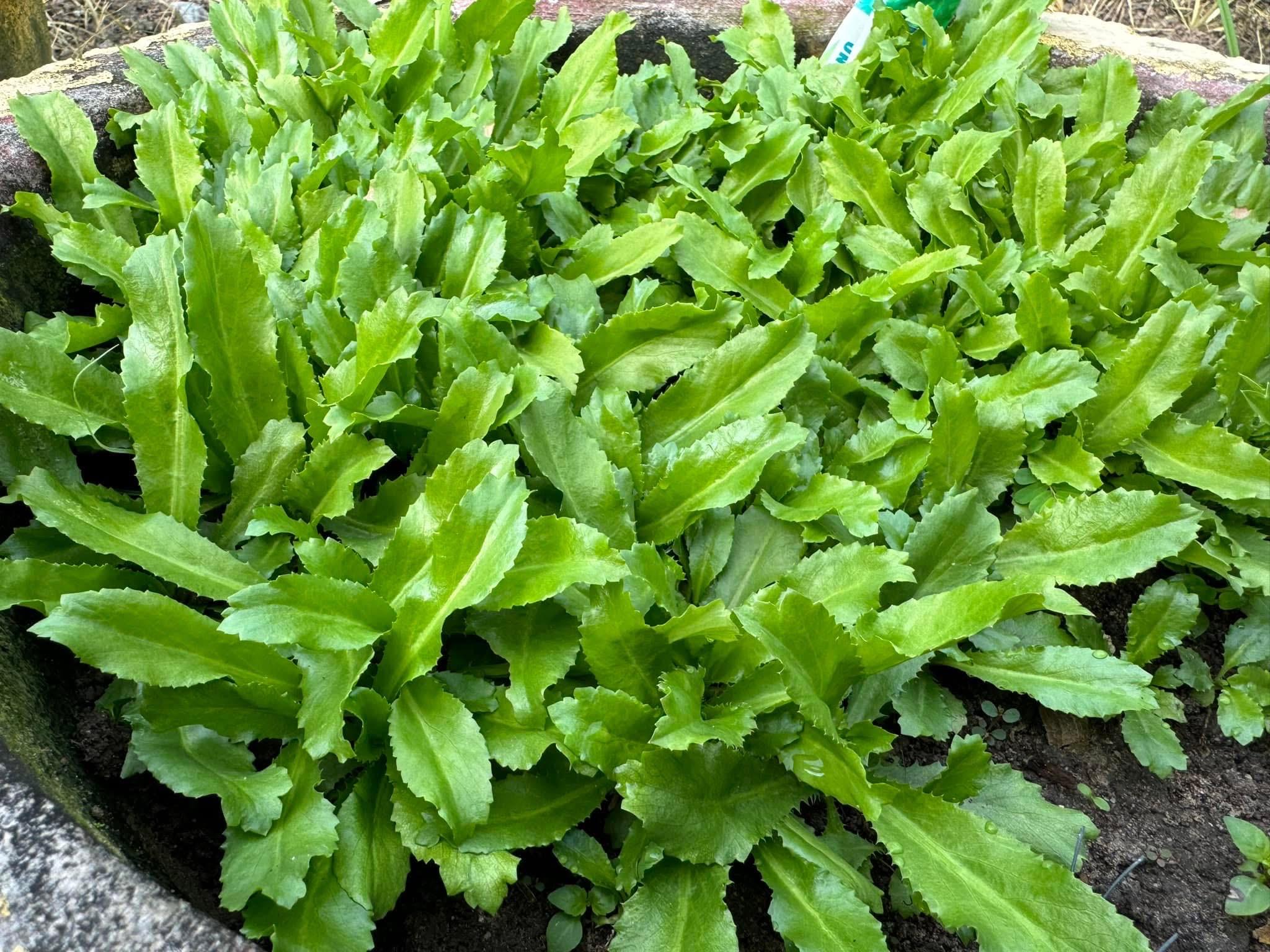 3000 Culantro Seeds - NGO GAI - AKA Recao, Sawtoothfitweed, Mexican Coriander Herb, Spiritweed, Stinkweed, Duck-Tongue herb, Sawtooth, or Sa