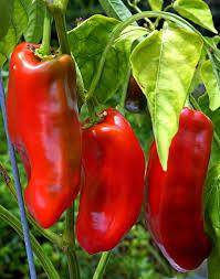 Marconi Sweet Pepper seeds